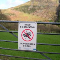 Rhododendron